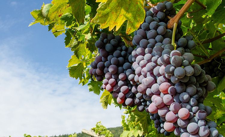 Strade del vino del Lago di Garda ☀️