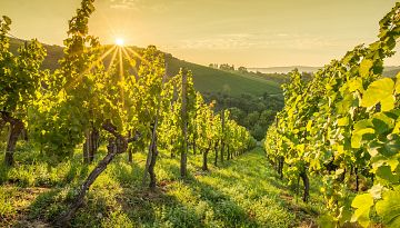 Wine routes of Lake Garda ☀️