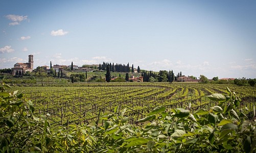 Brunelli Wine - San Pietro in Cariano (Verona) 