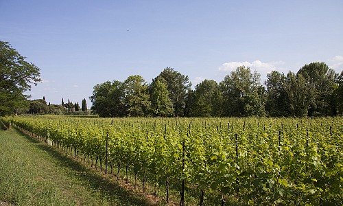 Consorzio Valtènesi - Puegnago sul Garda (Brescia) 