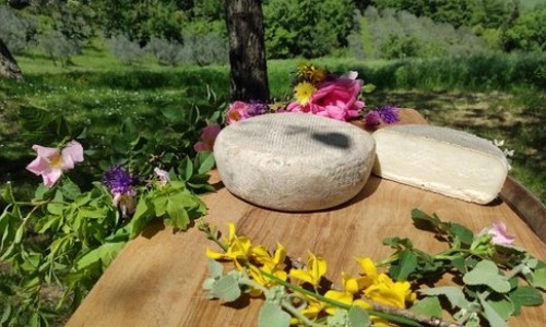 L'Apicorno - Azienda agricola e agricampeggio nel Chianti - Barberino Tavarnelle (Firenze)
